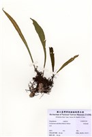 藏品(柳葉劍蕨)的圖片